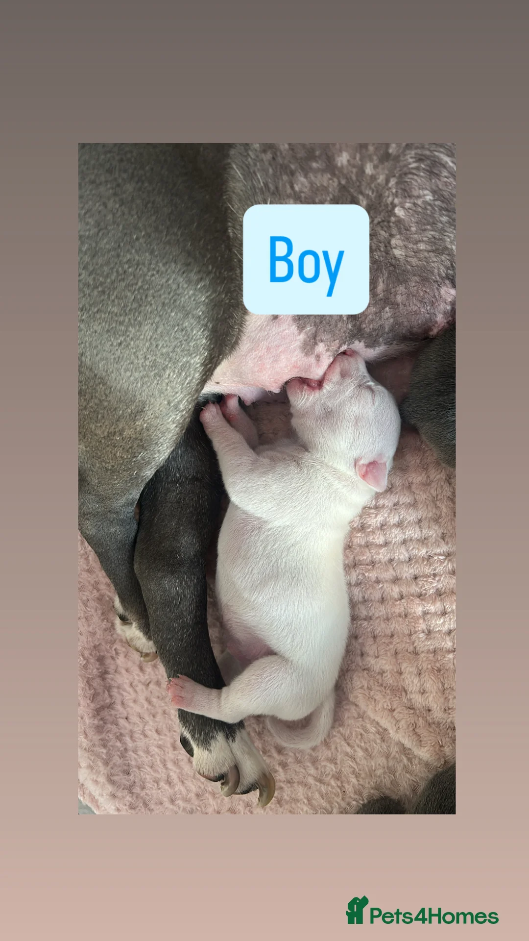 Staffordshire Bull Terrier dogs for sale: 5 beautiful girls and 2 stunning boy staffys.  in Reading - Advert 2