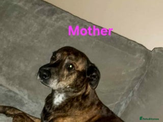 Mixed Breed dogs 5 Female Bull Lurcher Puppies for Sale - Advert 2