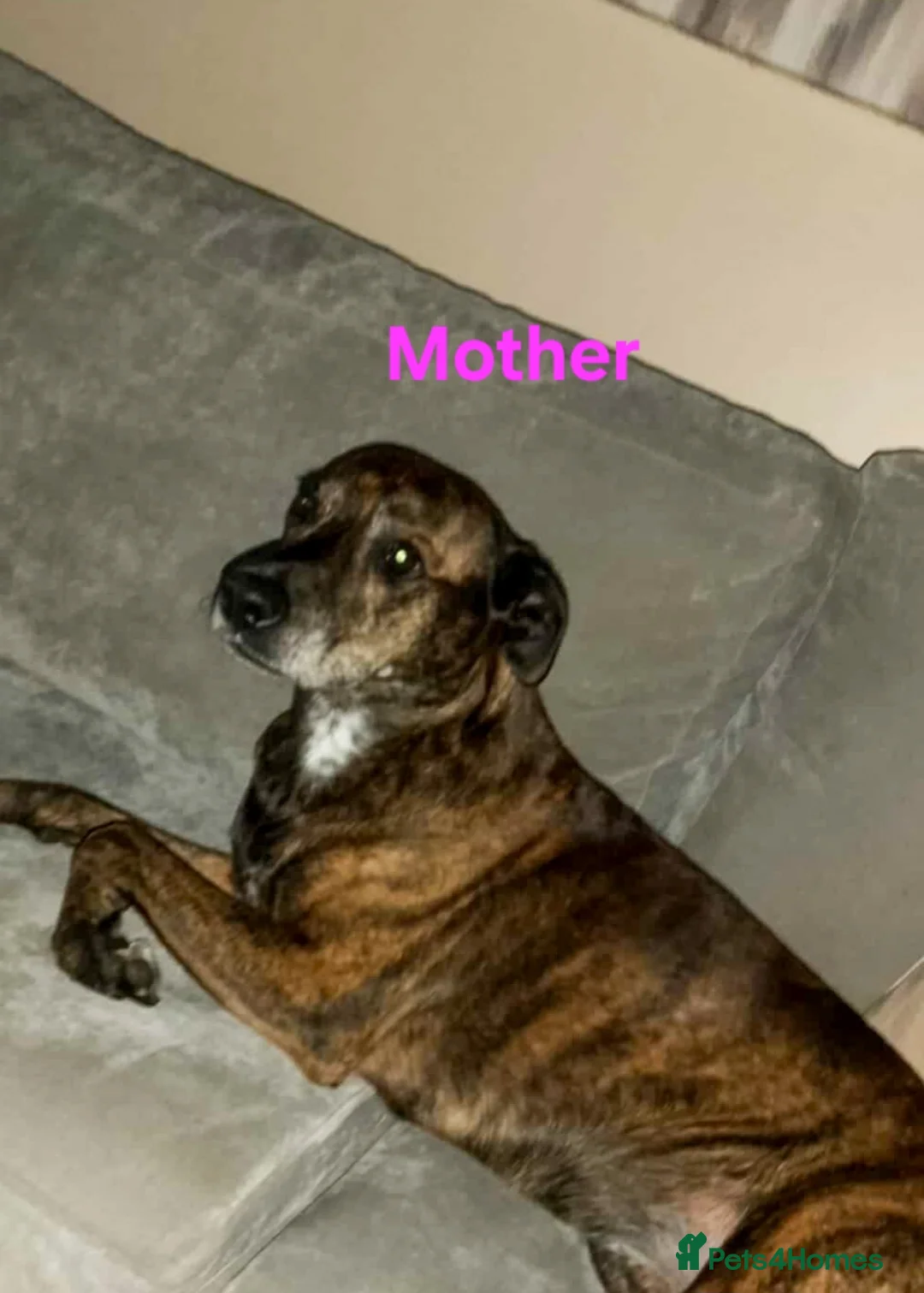 Mixed Breed dogs for sale: 5 Female Bull Lurcher Puppies for Sale - Advert 1