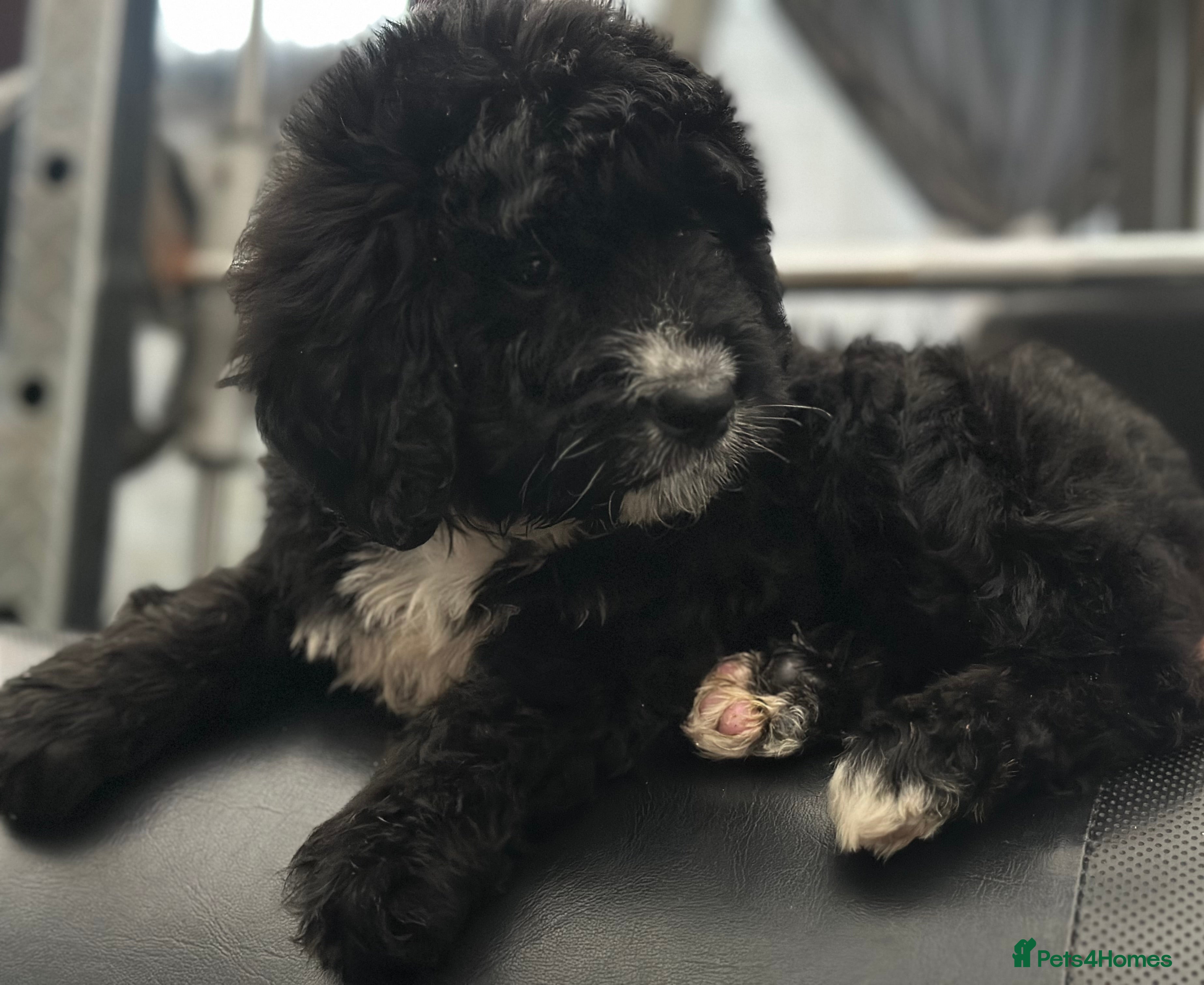 Bernedoodle dogs F1 STANDARD BERNADOODLE LAST 2 BOYS AVAILABLE - Advert 5