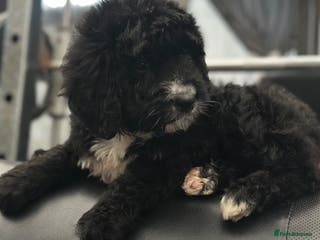 Bernedoodle dogs F1 STANDARD BERNADOODLE LAST 2 BOYS AVAILABLE - Advert 5