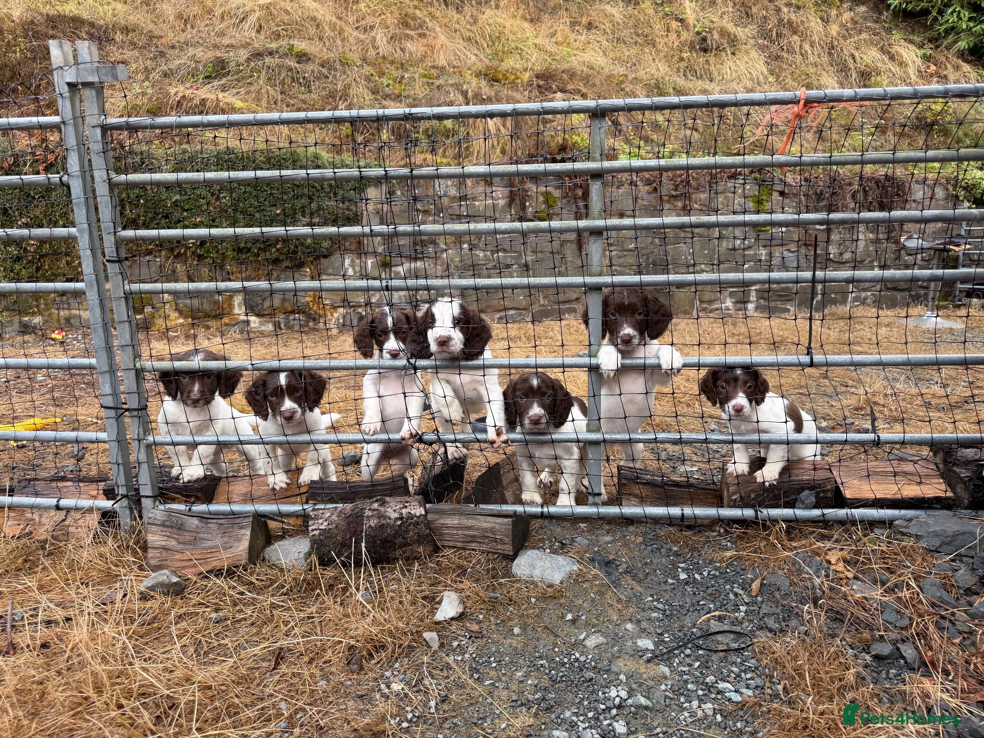 English Springer Spaniel dogs  Liver & White English Springer Spaniel Puppies - Advert 2