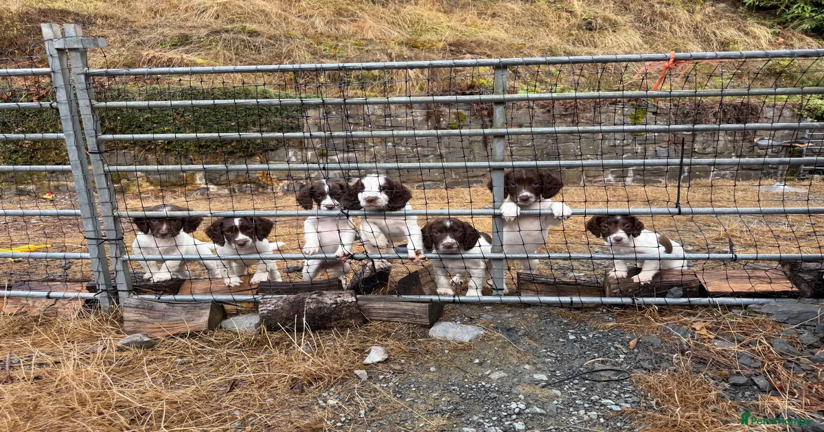 English English Springer Spaniel Puppies for sale | Pets4Homes