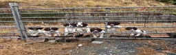 English Springer Spaniel dogs for sale:  Liver & White English Springer Spaniel Puppies - Advert 1