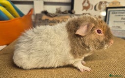 Guinea Pig rodents for sale: Baby male teddy guinea pigs - Image 3