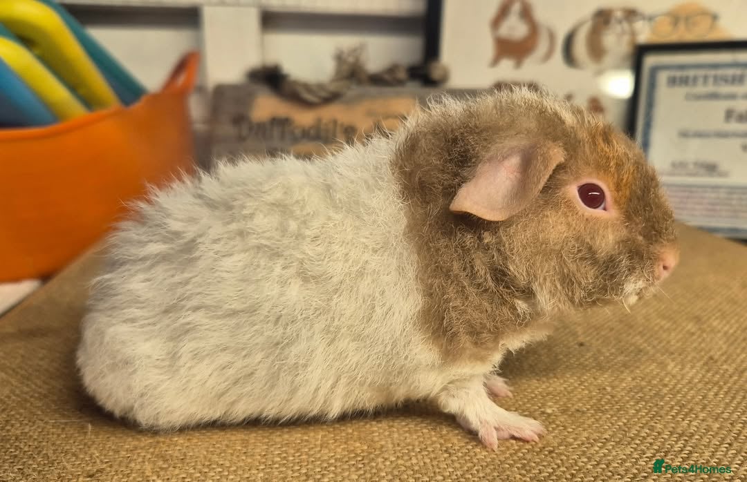 Guinea Pig rodents for sale: Baby male teddy guinea pigs - Image 3