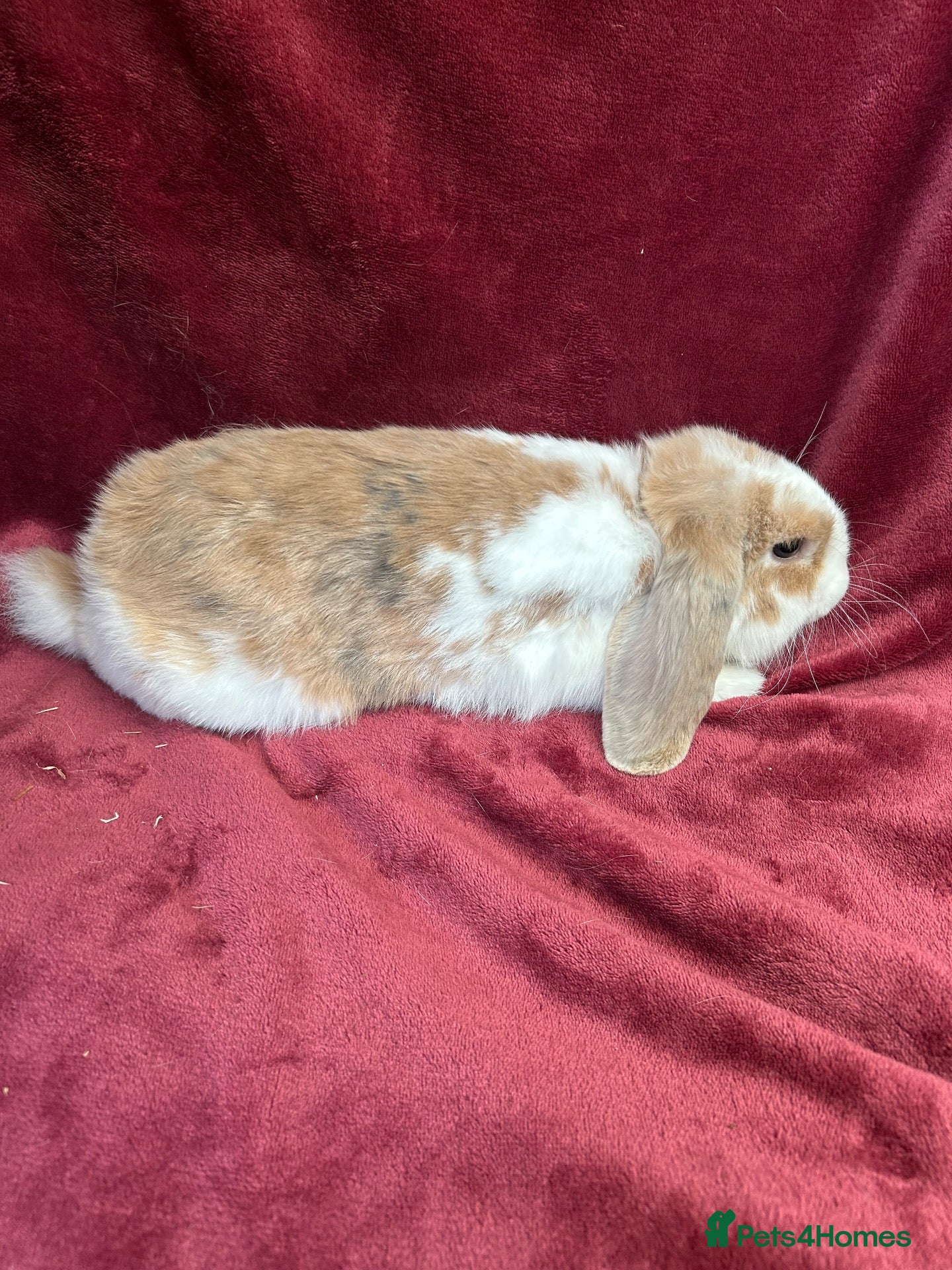 Mini Lop rabbits Beautiful boy mini lop - Advert 1