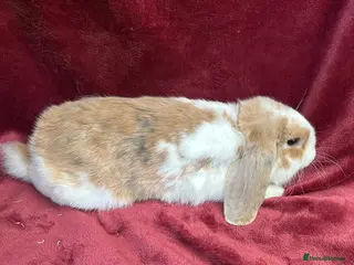 Mini Lop rabbits Beautiful boy mini lop - Advert 1