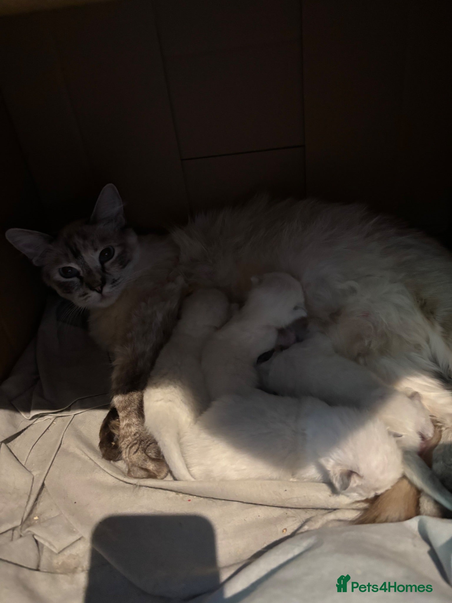 Ragdoll cats Stunning ragdoll kittens ready now  - Advert 1