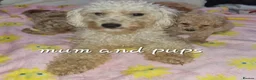 Cavapoochon dogs for sale: Beautiful cavapoochon puppies  - Advert 10