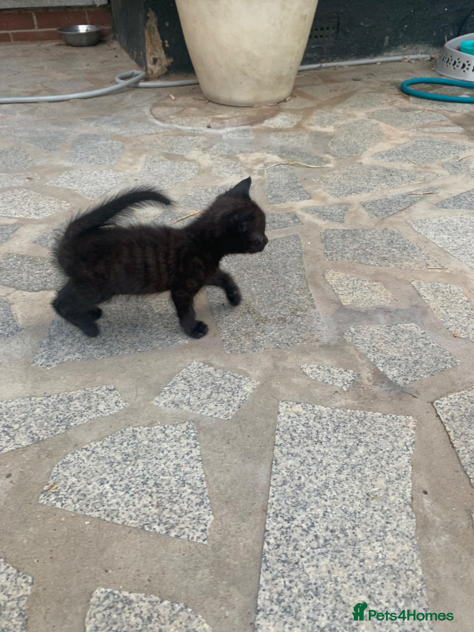 Mixed Breed cats Kitten for sale - Advert 6