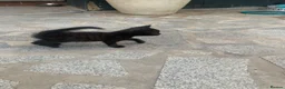 Mixed Breed cats for sale: Kittens for sale - Advert 8