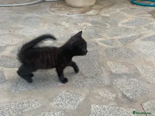 Mixed Breed cats Kitten for sale - Advert 6