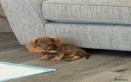 Miniature Dachshund dogs for sale: 8 months wire haired red teckel mini Daschund  - Image 6