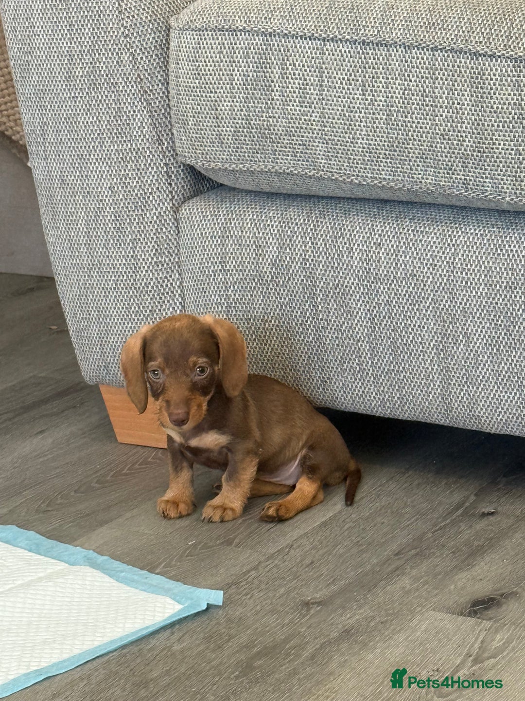 Miniature Dachshund dogs for sale: 8 months wire haired red teckel mini Daschund  - Image 6