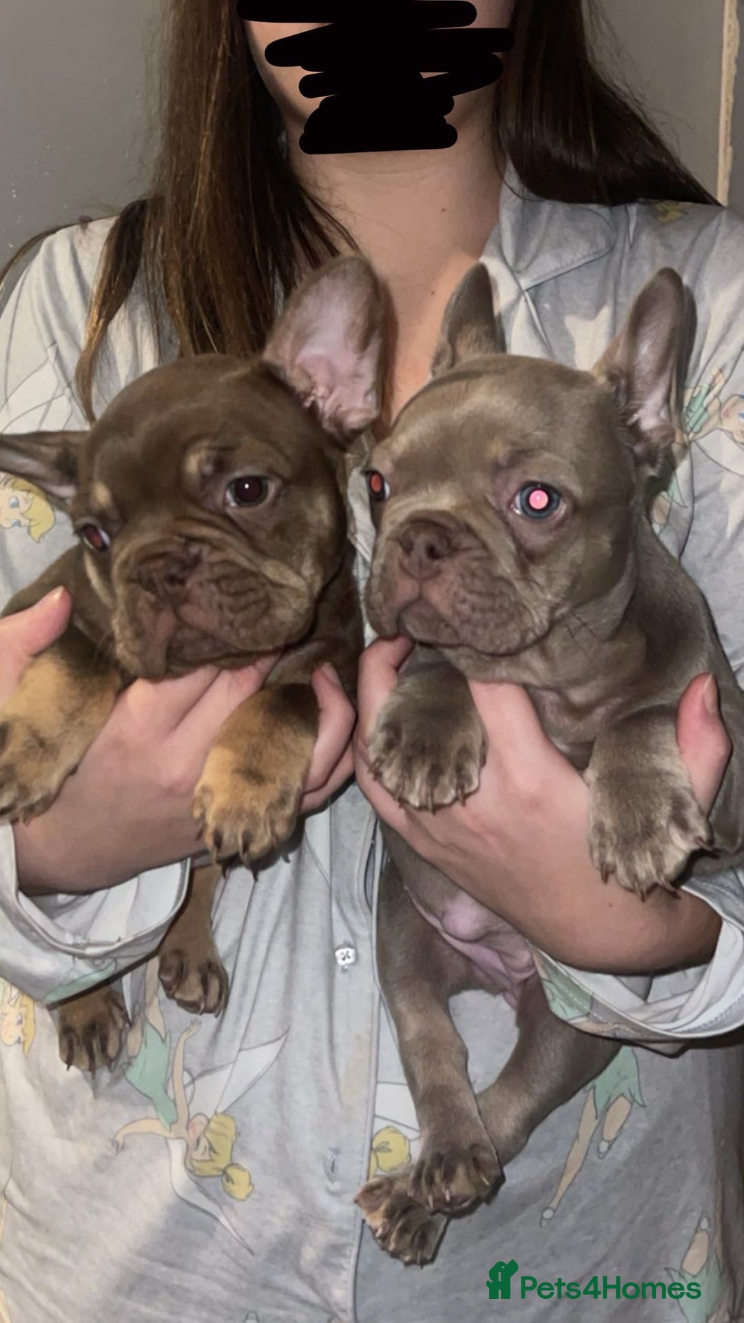 French Bulldog dogs for sale: 2 female French bulldog puppies for sale  - Advert 6