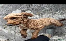 Cockapoo dogs for sale: Cockapoo girl 19 month old  - Image 4