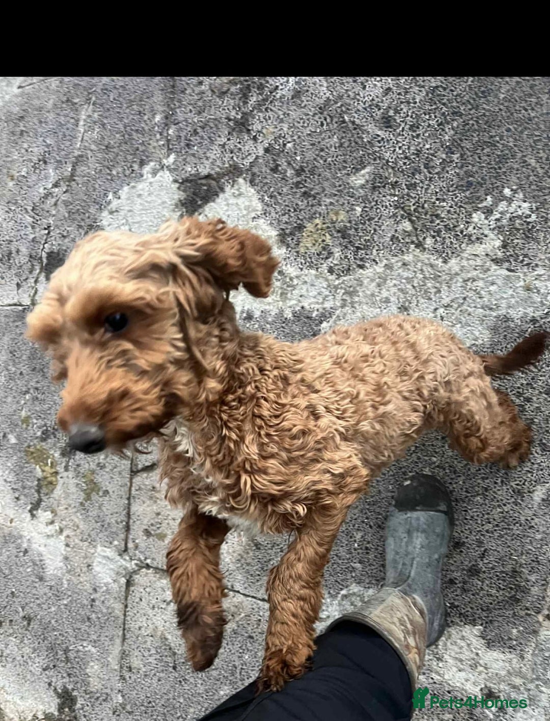 Cockapoo dogs for sale: Cockapoo girl 19 month old  - Image 4