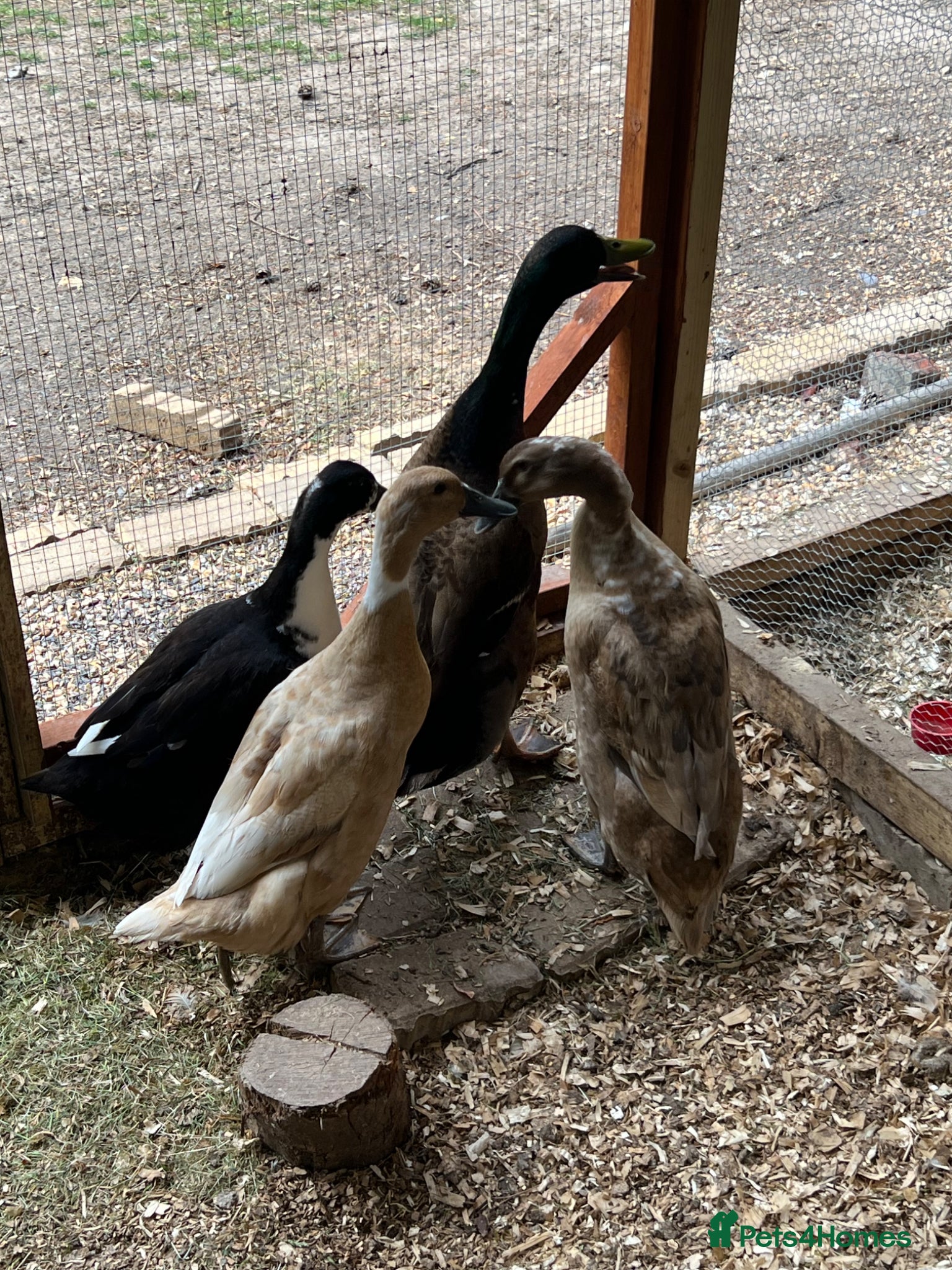 Mixed Breed poultry for sale: Adult Ducks - Advert 2