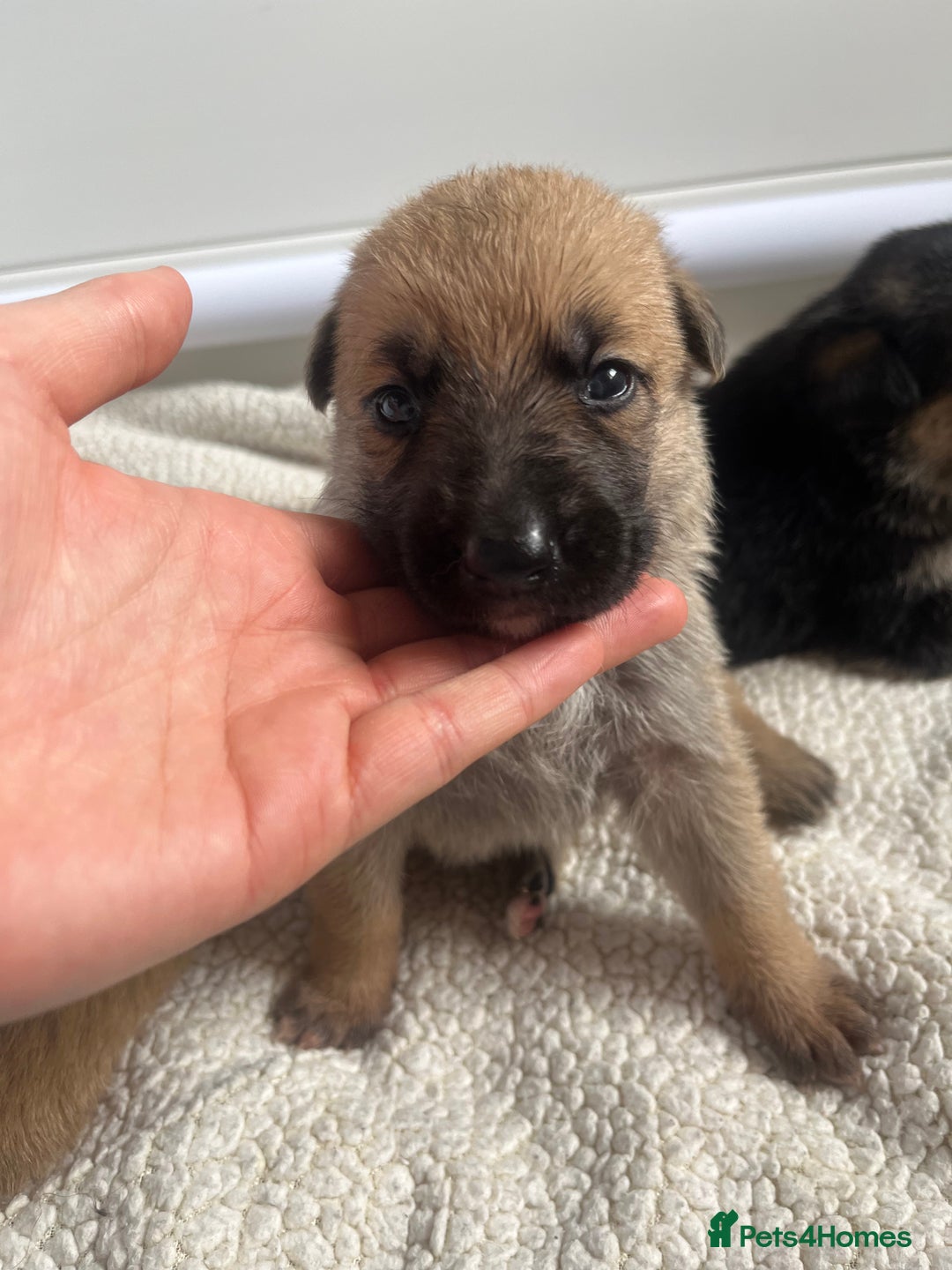 German Shepherd dogs for sale: READY GERMAN SHEPHERD PUPPIES 😍 - Image 2