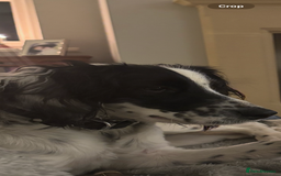 English Springer Spaniel dogs for sale: Dottie - Image 1