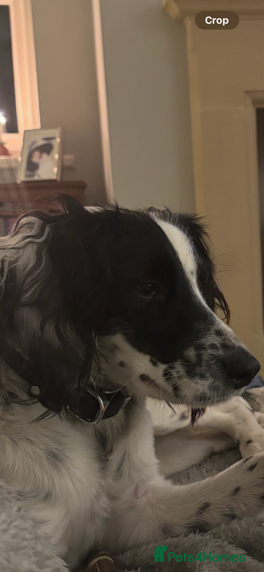 English Springer Spaniel dogs for sale: Dottie - Image 1