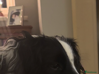 English Springer Spaniel dogs for sale - Advert 1