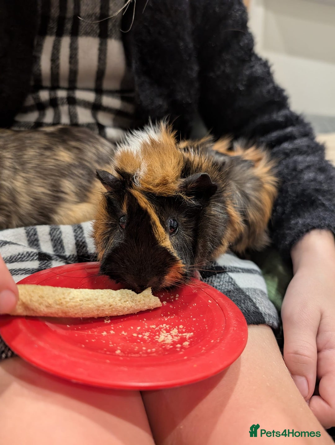 Tan rabbits for sale: Beautiful baby GUINEA PIGS - Image 3