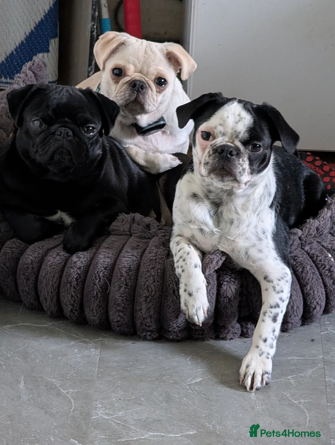 Pug dogs for sale: A beautiful litter of pugs  in Okehampton - Advert 2