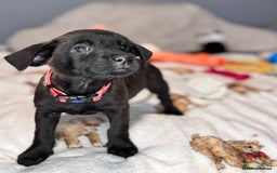 Mixed Breed dogs for sale: Cairndors - Image 10