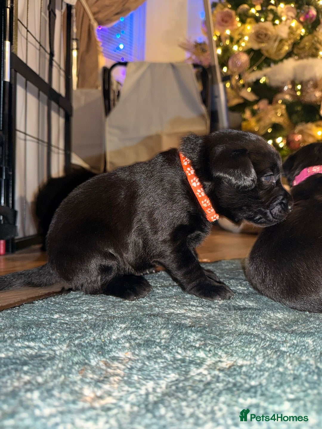 Labrador Retriever dogs for sale: Labrador X Boxerdore puppies  - Advert 27