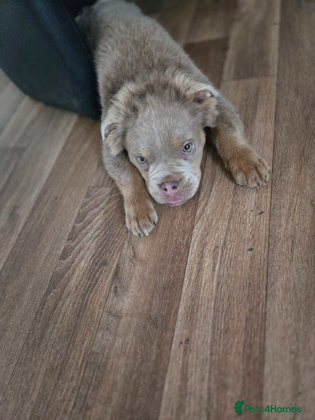 Olde English Bulldogge dogs for sale: Old english bulldoggee mammut/mammoth - Advert 25