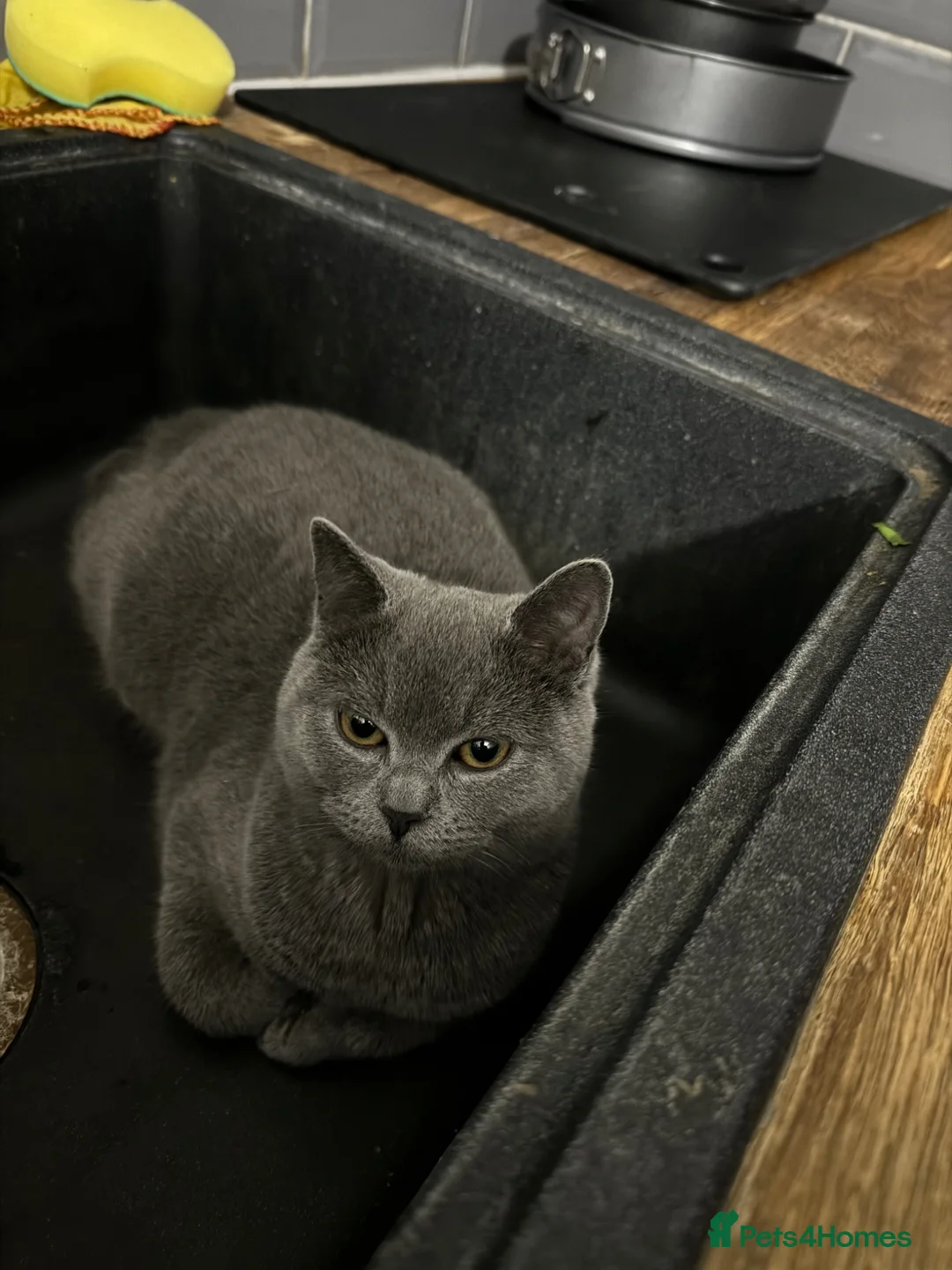 Mixed Breed cats for sale: British short hair X Bombay - Advert 10