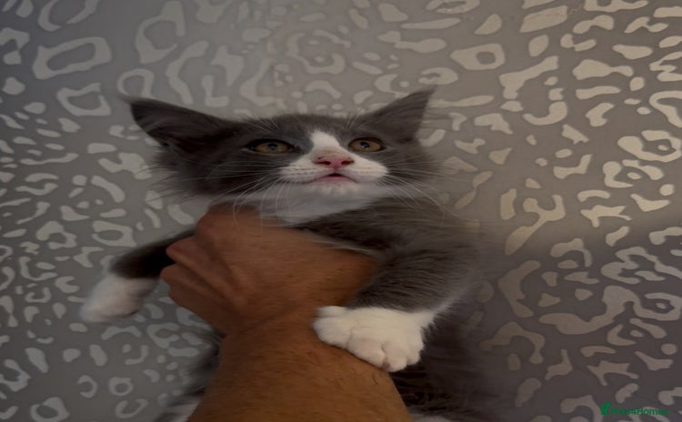 Maine Coon cats - Advert 2