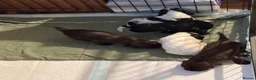 Cocker Spaniel dogs for sale: Kc registered playful show cocker spaniel - Advert 28