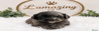 Cockapoo Puppy 5