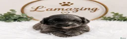 Cockapoo dogs for sale: 5* rated licensed vet approved F2b Toy Mini pups - Advert 6