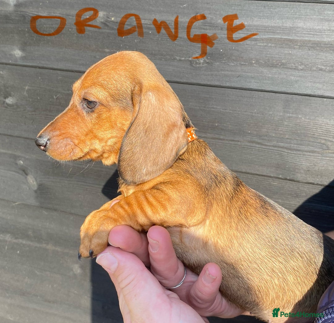 Miniature Dachshund dogs for sale: Quality Dachshund puppies - Image 15