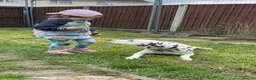 Dalmatian dogs for sale: Female dalmatian - Advert 2