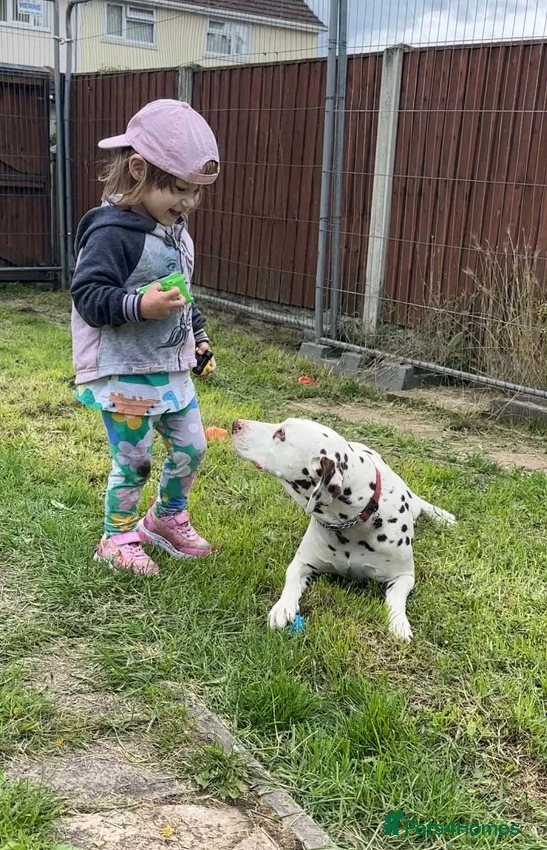Dalmatian dogs for sale: Female dalmatian - Advert 2