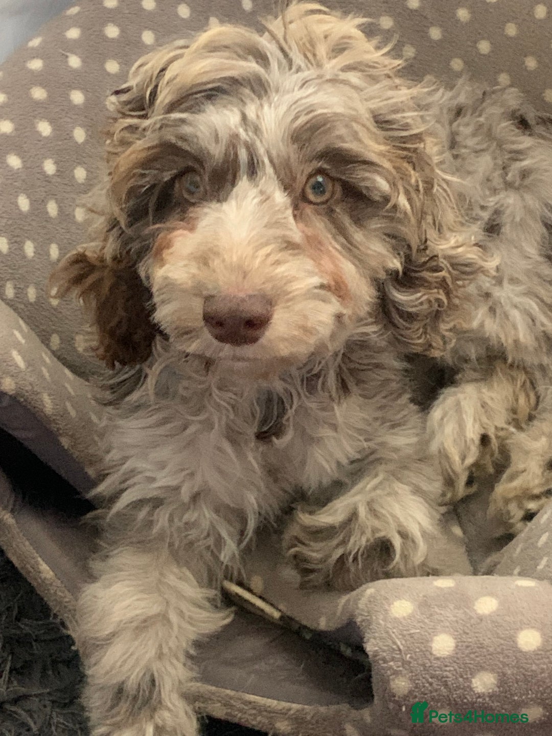 Cavapoo dogs for sale: Twinkle  - Advert 4