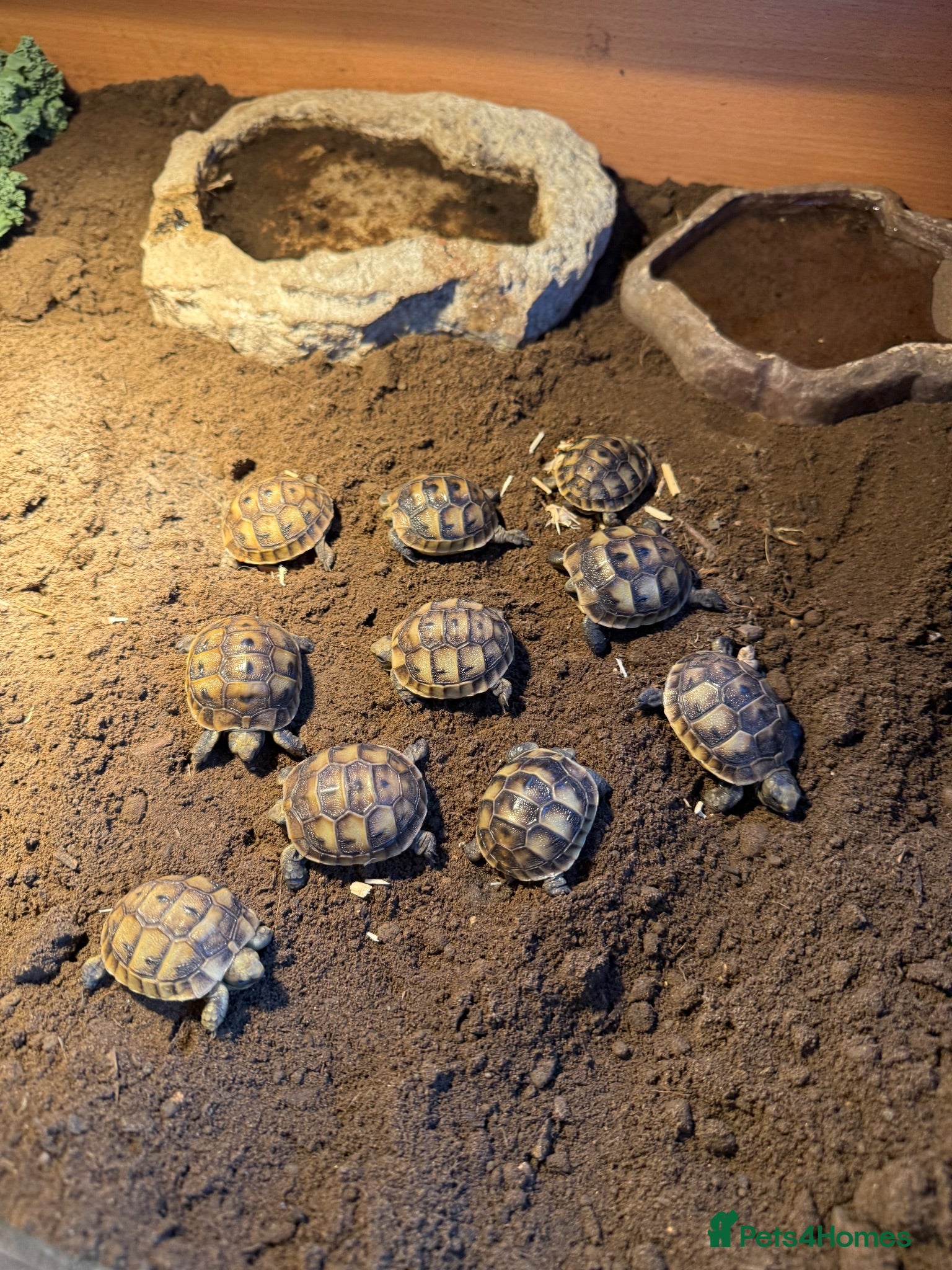 Hermann Tortoise reptiles 3 year old Hermann’s Tortoises - Advert 2