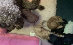Cockapoo dogs for sale: 5 cockapoo puppies - Image 1