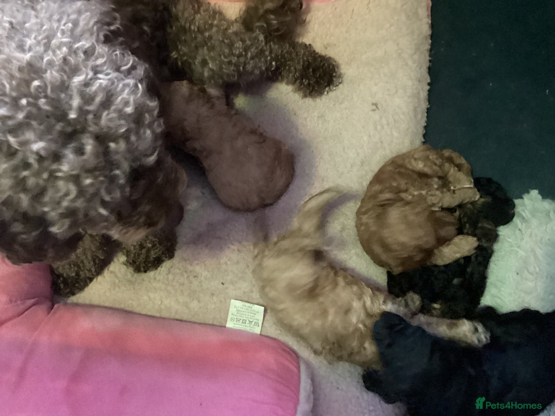 Cockapoo dogs for sale: 5 cockapoo puppies - Image 1