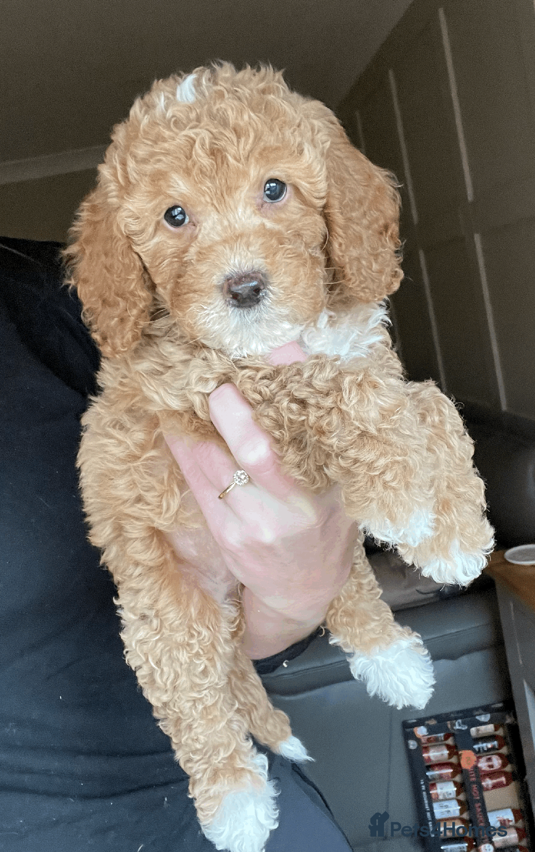 Cockapoo dogs for sale: F1b TOY COCKAPOO PUPS - DNA Health Tested!! - Advert 16