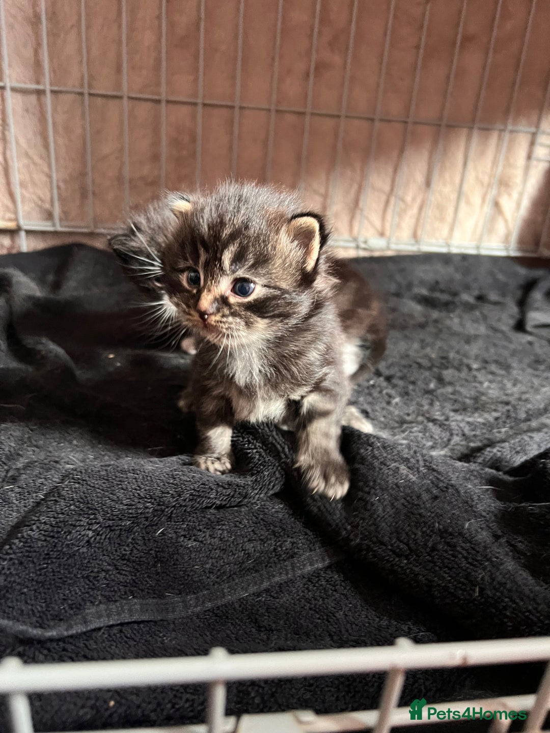 Maine Coon cats for sale: Big boy Maine coon kitten cross  - Advert 5