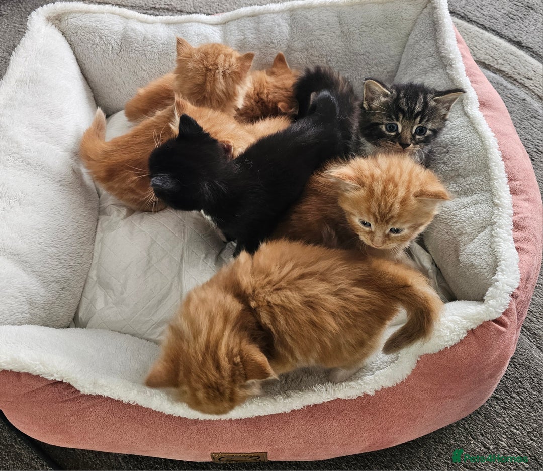 Maine Coon cats for sale: Maine Coone  - Image 20