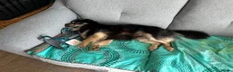 Mixed Breed dogs for adoption: RICKY - FOR ADOPTION  in Caernarfon - Advert 2