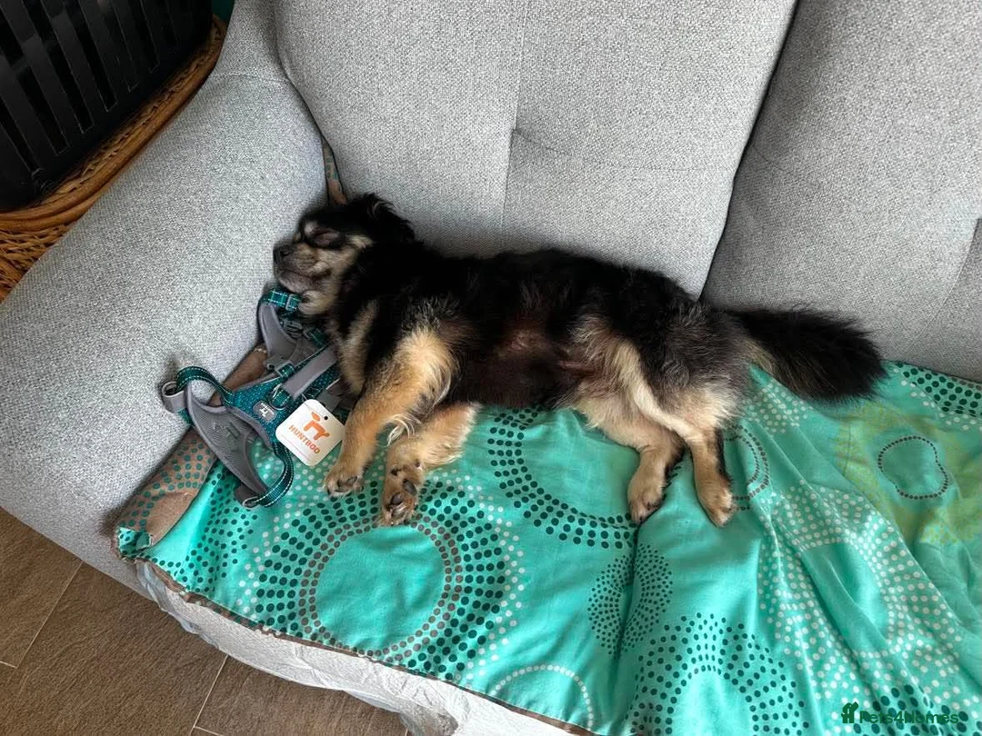 Mixed Breed dogs for adoption: RICKY - FOR ADOPTION  in Caernarfon - Advert 2