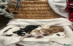 Cocker Spaniel dogs for sale: Show Type Cocker Spaniels Health Tested parent - Advert 4